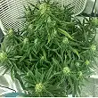 Auto Blue Pyramid 1 - Pyramid Seeds