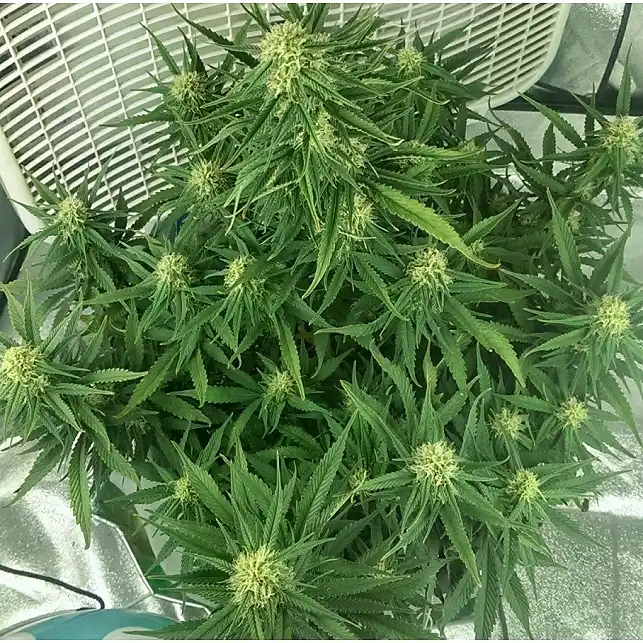 Auto Blue Pyramid 1 - Pyramid Seeds