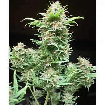 Wembley 2 - Pyramid Seeds