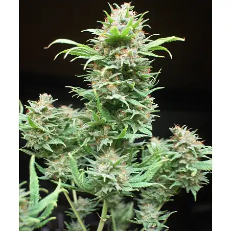 Wembley 2 - Pyramid Seeds