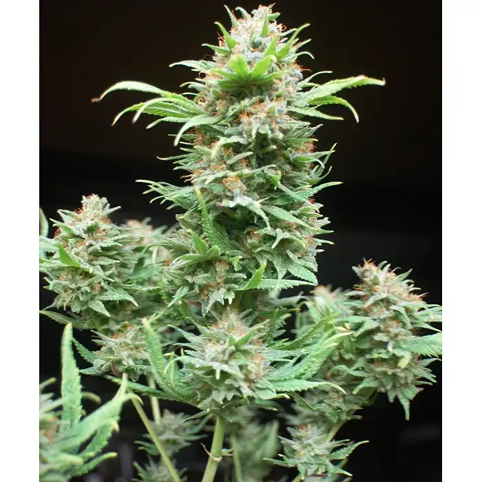 Wembley 2 - Pyramid Seeds