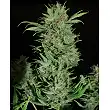 Wembley 1 - Pyramid Seeds