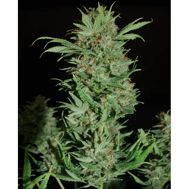 Wembley 1 - Pyramid Seeds