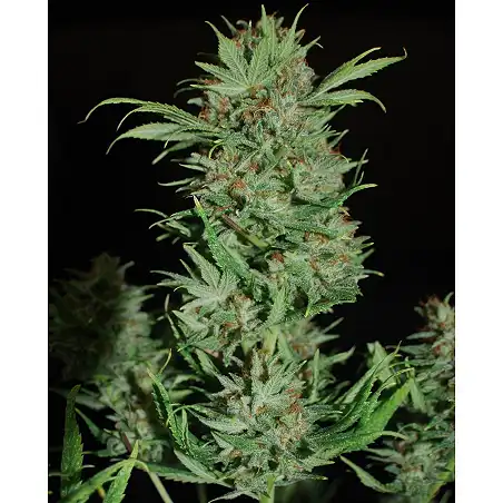 Wembley 1 - Pyramid Seeds