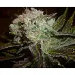 Prozack (Medicinal) 1 - Medical Seeds