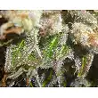 Prozack (Medicinal) 2 - Medical Seeds Prozack (Medicinal) 2 - Medical Seeds