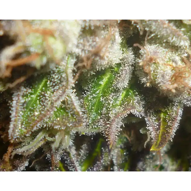 Prozack (Medicinal) 2 - Medical Seeds