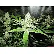 No Name 1 - Medical Seeds