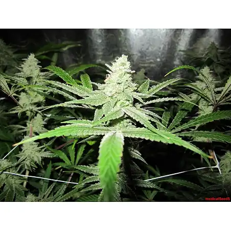 No Name 1 - Medical Seeds