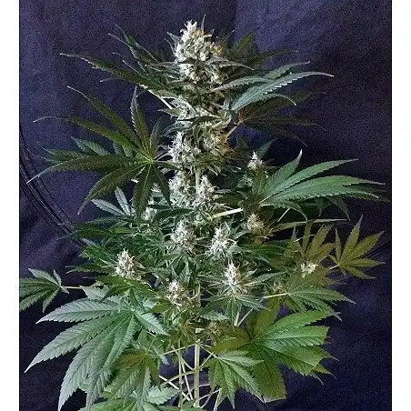 1024 - Medical Seeds