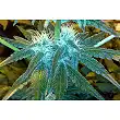 1024 - Medical Seeds