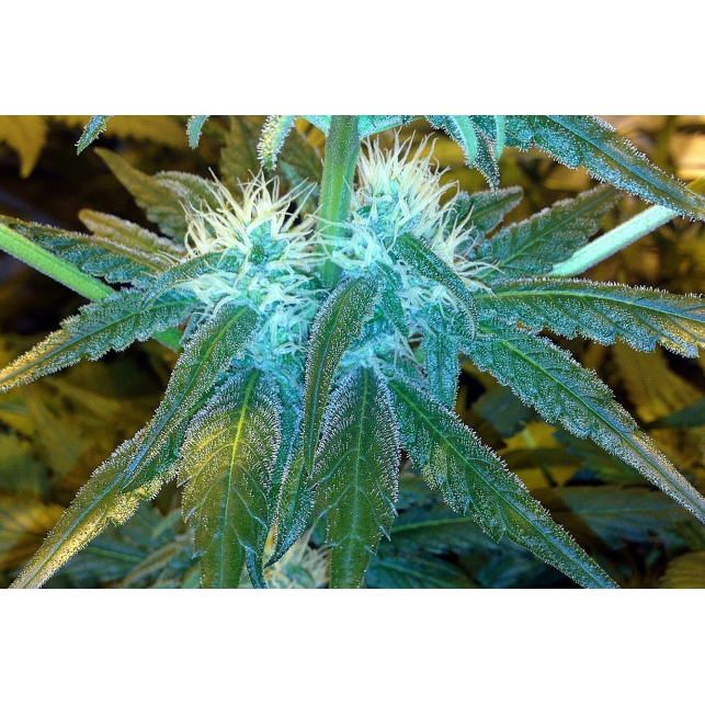 Envase protección de Medical Seeds,  1024 formato de 5 semillas.