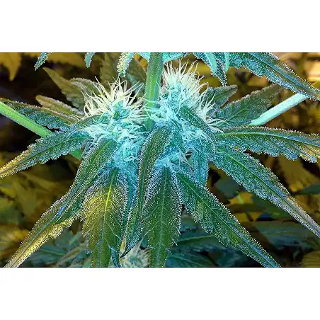 1024 - Medical Seeds