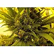 1024 - Medical Seeds