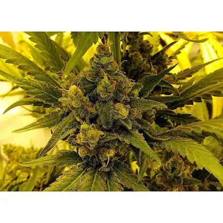 1024 - Medical Seeds