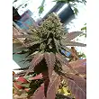 2046 2 - Medical Seeds