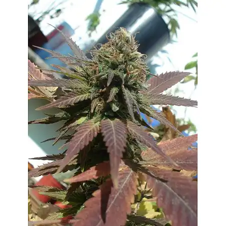 2046 2 - Medical Seeds