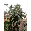 2046 - Medical Seeds