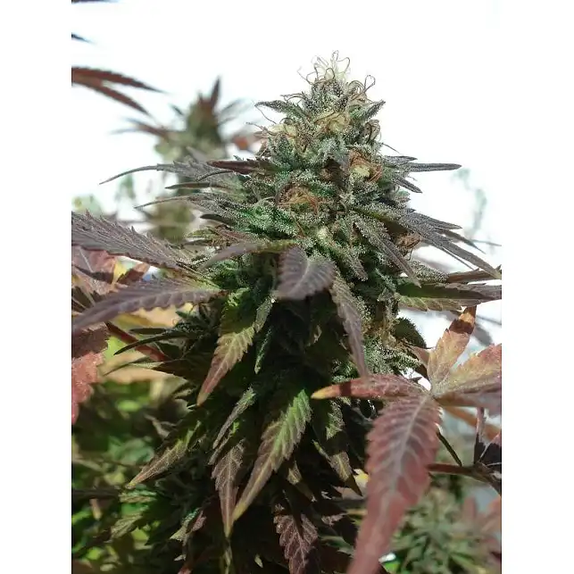 2046 - Medical Seeds