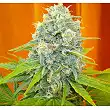 Channel + 4 - Medical Seeds