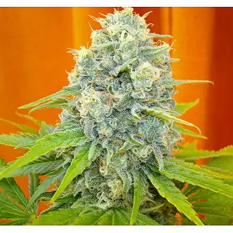 Channel + 4 - Medical Seeds