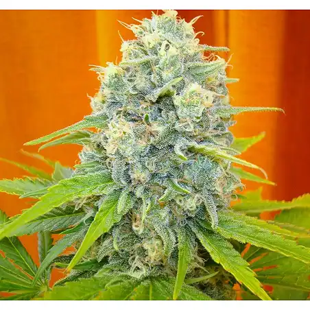 Channel + 4 - Medical Seeds