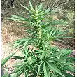 Channel + - Medical Seeds