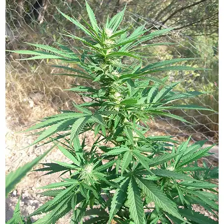 Channel + - Medical Seeds