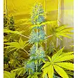 Channel + 1 - Medical Seeds