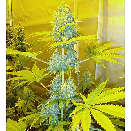 Channel + 1 - Medical Seeds