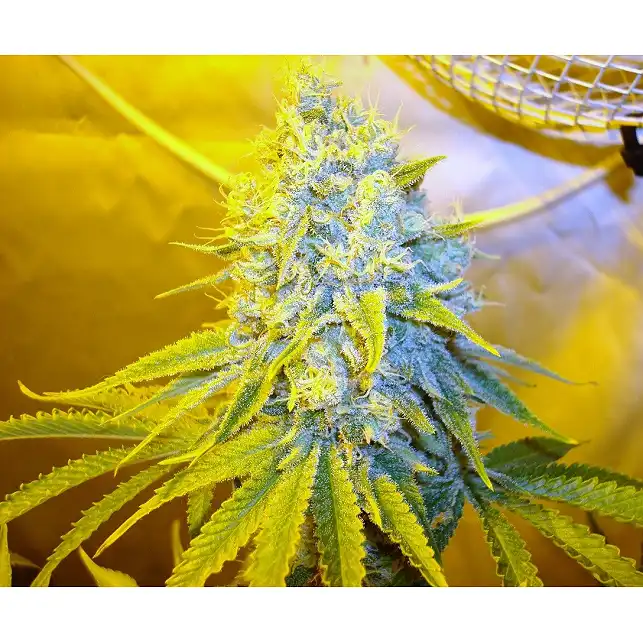 Channel + 2 - Medical Seeds