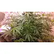Channel + 3 - Medical Seeds Channel + 3 - Medical Seeds