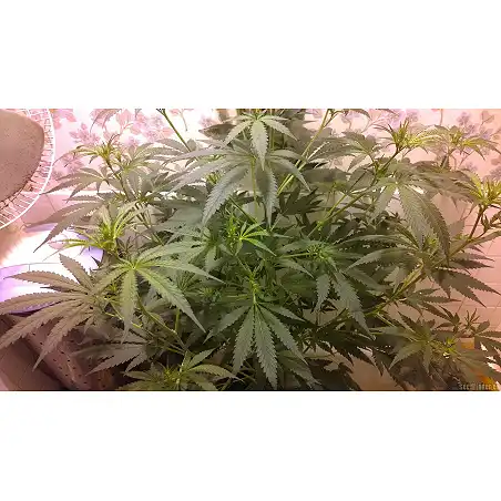 Channel + 3 - Medical Seeds