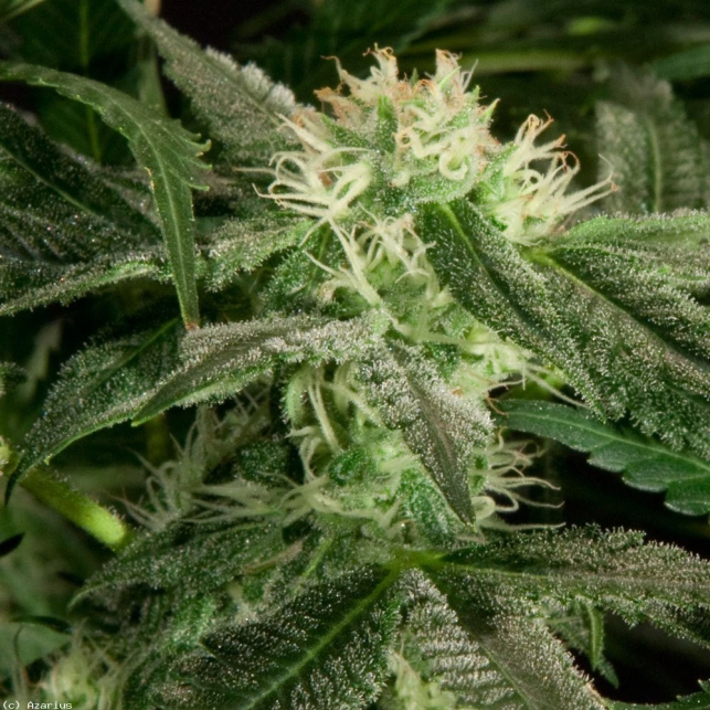 White Widow (Medicinal) 2 - Medical Seeds