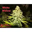 White Widow (Medicinal) - Medical Seeds