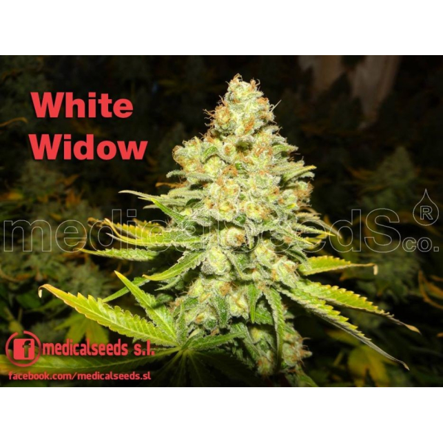White Widow (Medicinal) 2 - Medical Seeds