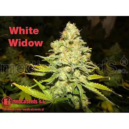 White Widow (Medicinal) - Medical Seeds