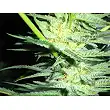 White Widow (Medicinal) 1 - Medical Seeds
