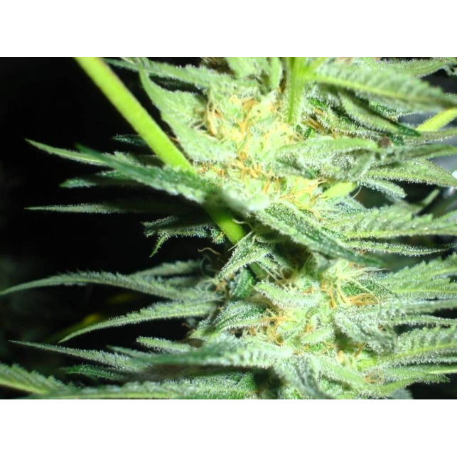 White Widow (Medicinal) 2 - Medical Seeds