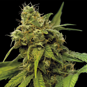 Utopia Haze