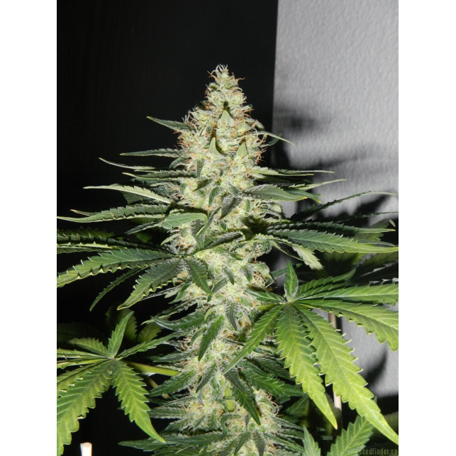Utopia Haze 3