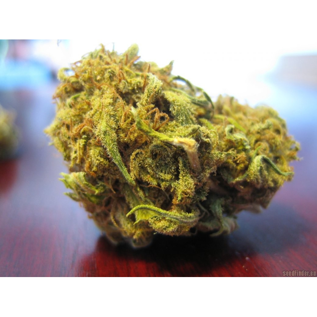 Utopia Haze 3