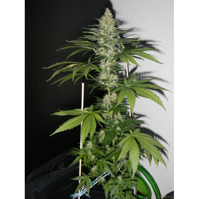 Utopia Haze 3