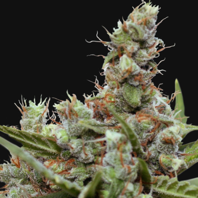 CBD Blue Shark 3