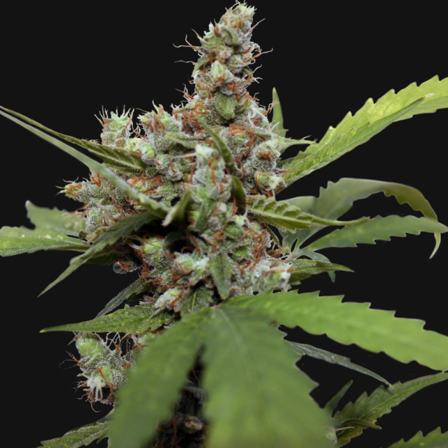 CBD Blue Shark 3