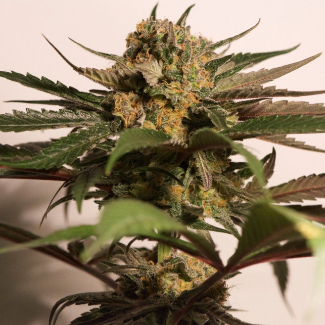 CBD Blue Shark 3
