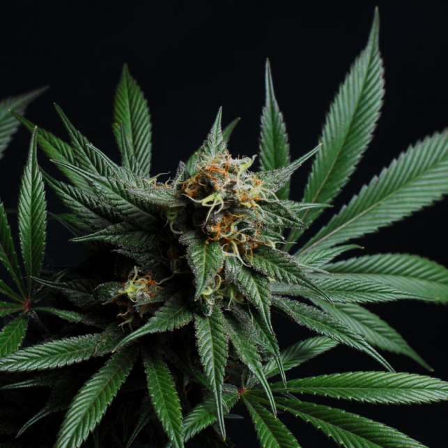 CBD Blue Shark 3