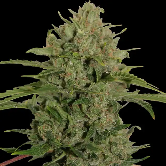 Triple Cheese - Barneys Farm