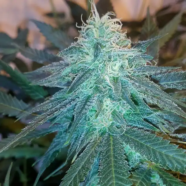 Triple Cheese 1 - Barneys Farm