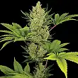 Blue Cheese Auto Barneys Farm 4